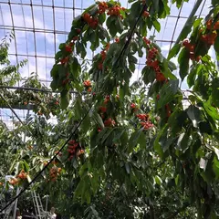 深沢農園