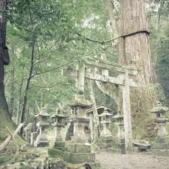春日神社の杉