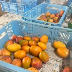 石垣名蔵果樹生産組合(直販所)