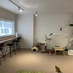 保護猫カフェ catloaf(キャットローフ)