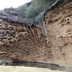 蜂の巣壁