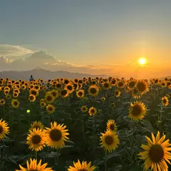 泉野のひまわり