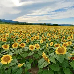 上野農場ひまわり畑