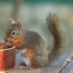 小鳥とリスの森