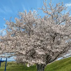 かわせみ公園