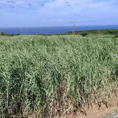 サトウキビ一本道(Sugar road)
