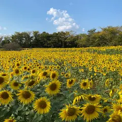 ゴッホひまわり園