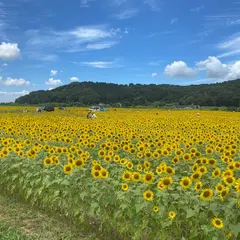 益子町ひまわりまつり