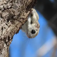 こまば木のひろば