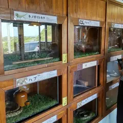 原ハブ屋　笠利本店