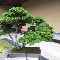 大宮盆栽村