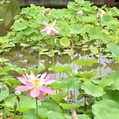 伯耆古代の丘公園