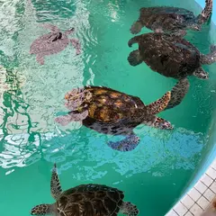 ポケふた紀宝町