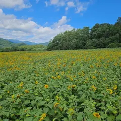 ひまわりGarden