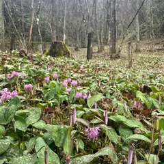 一色保木山カタクリの里