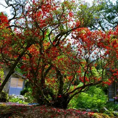 小松市天然記念物 キリシマツツジ