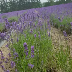 白樺の森