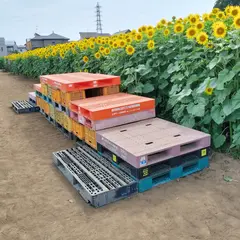 藤崎ひまわり回廊