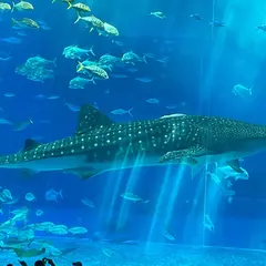 沖縄美ら海水族館