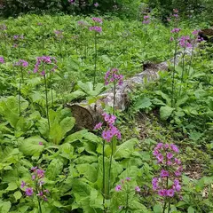 ノンノの森