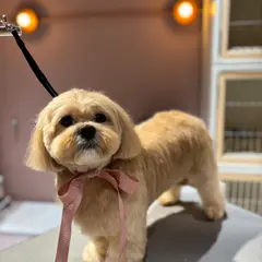 Bawcle / Dog salon & Coffee