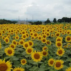 はにわの里公園 ひまわり畑