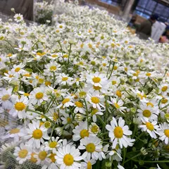 肥後花市場