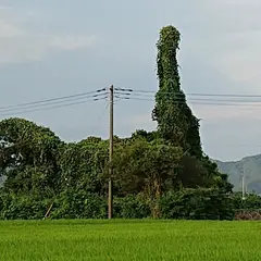 ネコバスの木