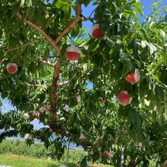 清香園