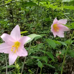 西山ホタルの里