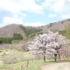 西蔵王放牧場