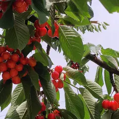 斎藤観光果樹園