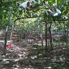 佐藤観光 ぶどう狩り園