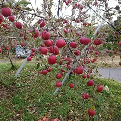 肥後観光農園