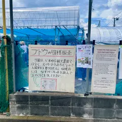 飯田ぶどう園