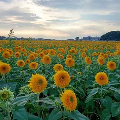 あけのひまわりフェスティバル