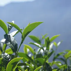 九壷堂茶荘