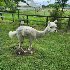 八ヶ岳アルパカ牧場