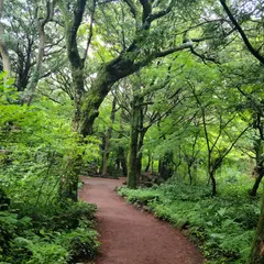 Bijarim Forest