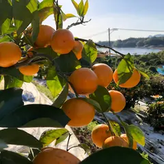 髙橋果樹園 三角みかん直売所