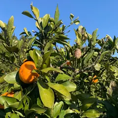 野田みかん園