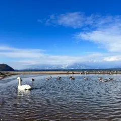 青松浜湖水浴場