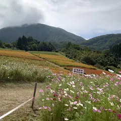 面白山コスモスベルグ