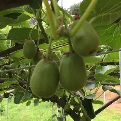 福澤梨園