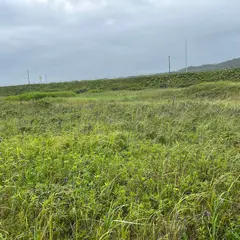 ヨコスト湿原