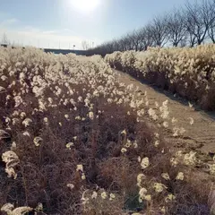 대저생태공원 생활환경숲