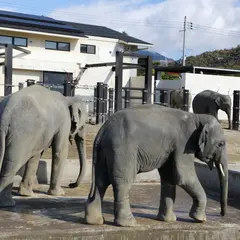 ゾウの森