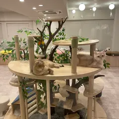 FuFu cats