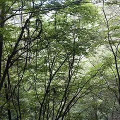 ゼロ磁場（気場）