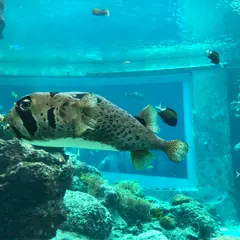 沖縄美ら海水族館イベントホール Event hall